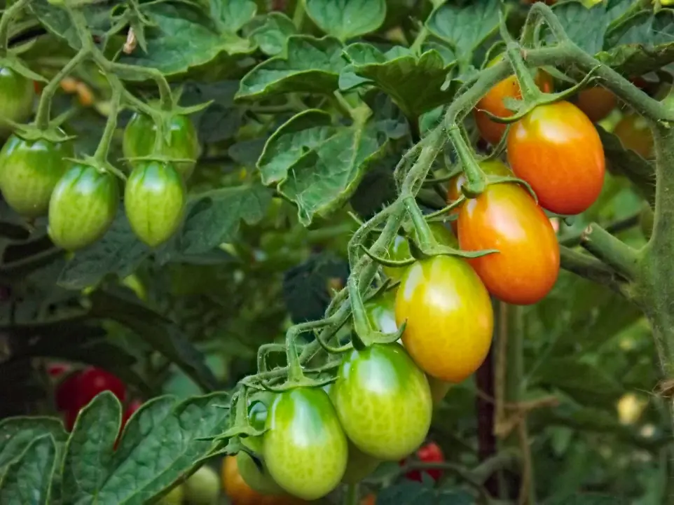 Voir les maraichers s'épanouir Voir les projets maturés petit à petit
